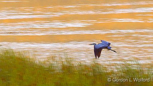 Heron Over Loon Lake_26235.jpg - Great Blue Heron (Ardea herodias) photographed at sunrise at Bedford Mills, Ontario, Canada.